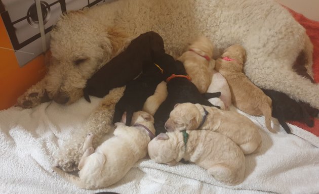 Photo of Chloe's Labradoodles