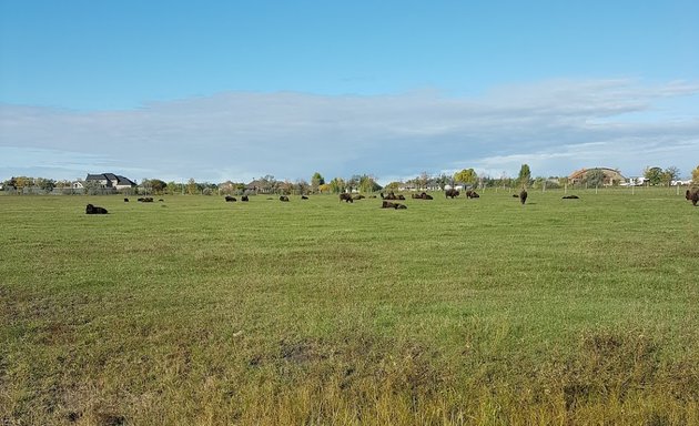 Photo of FortWhyte Alive Bison Lookout