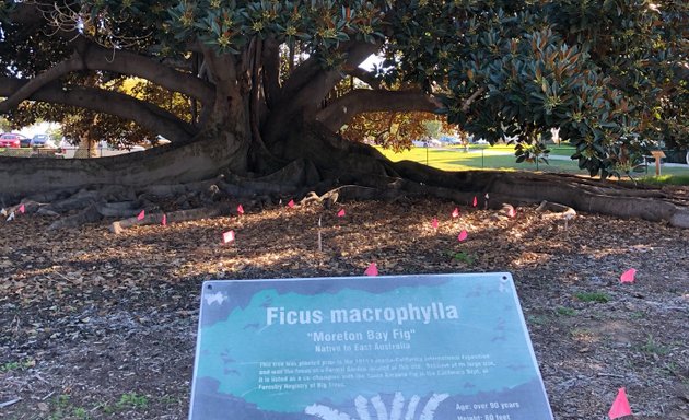 Photo of Moreton Bay Fig Lawn