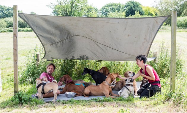 Photo of Pack Buddies Doggy Daycare Southampton