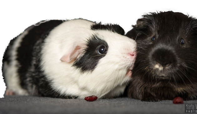 Photo of Crystal’s Pet Services (Guinea Pig & Rabbit boarding)