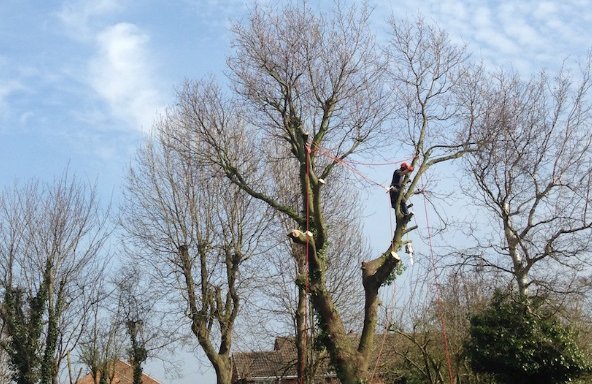 Photo of Warrington Tree & Stump Removals/warrington Tree Surgeon(wa5)
