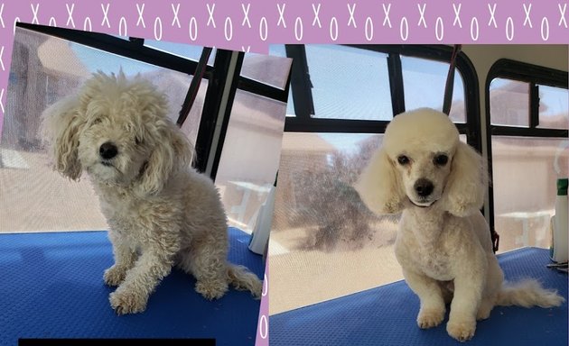 Photo of Precious Dog Grooming Mobile Service