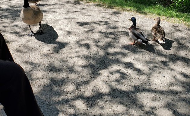 Photo of Redlich Pond Park