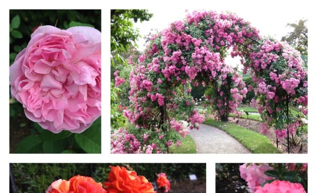 Photo of James P. Kelleher Rose Garden