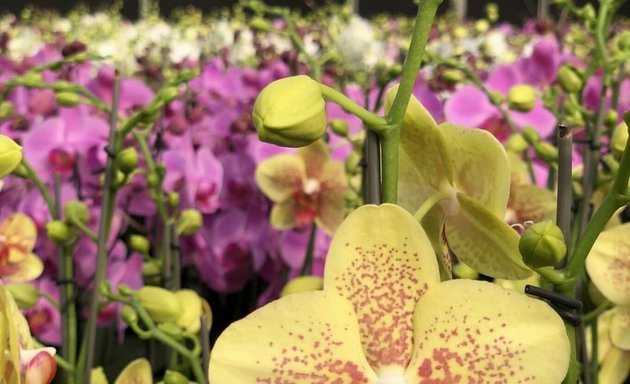 Photo of Formosa Orchid Nursery