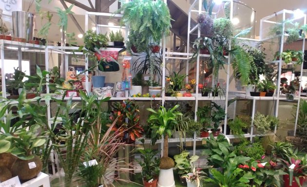 Foto de Tienda de plantas