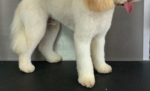 Photo of Lisa's ulti-mutt dog grooming