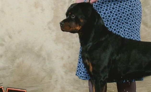 Photo of Reimer's Registered Rottweilers (Von ReimerswWray)