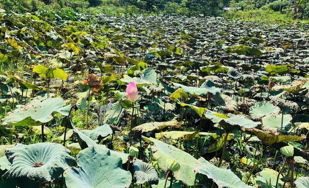 Photo of Lotus Sanctuary