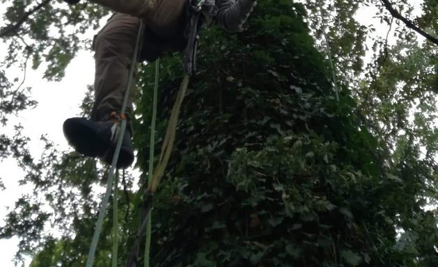 Foto von Arborist Berlin - Baumpflege