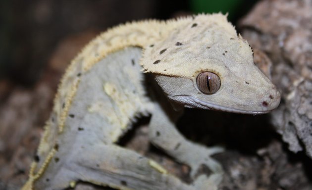 Photo of Grinning Gecko