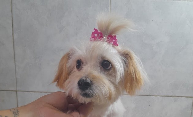 Foto de Perro guapo 🐾 Peluquería canina