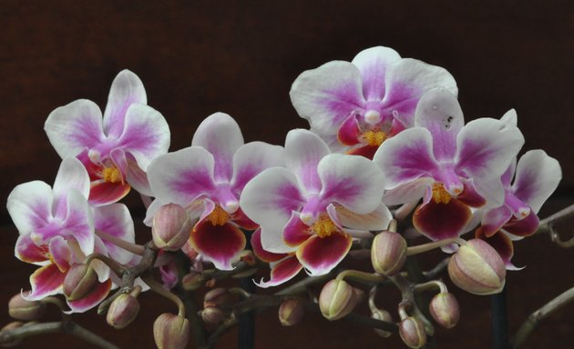 Foto de Chinen Orchids