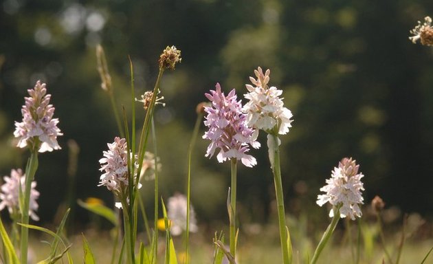 Photo of Wheldrake Wood