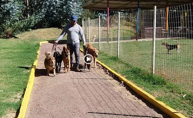 Foto de Guarderia canina Cepcan high performance dogs training