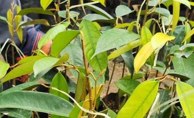 Photo of Wangi Durian Nursery