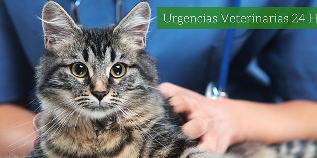 Foto de Hospital Veterinario Provença