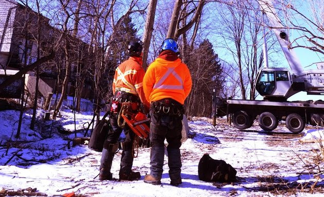 Photo of Perry O'Grady C. - Tree Removal, Land Clearing, Integrated Vegetation Management, Mulching..