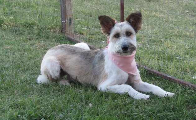 Foto de Peluquería Canina Shei