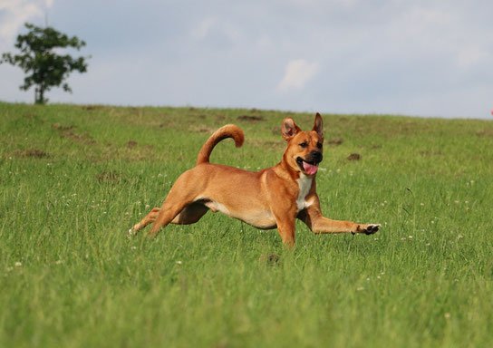 Foto von EigenHundig