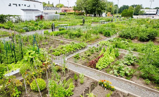 Photo of Notre-Dame community garden