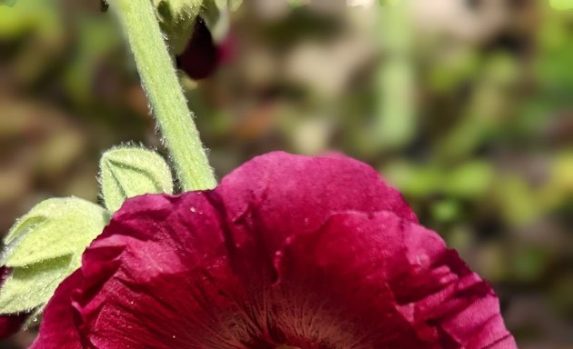 Photo of Sidcup Place Community Garden