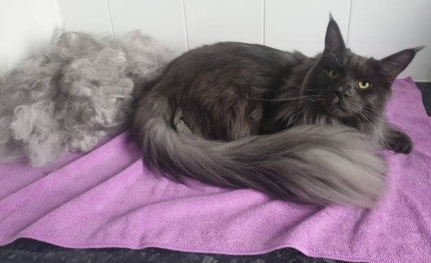 Photo of Groomed To Purr-fection Cat Grooming