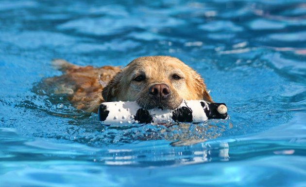 Photo of Doggy Paddle Aquatic Center For Dogs