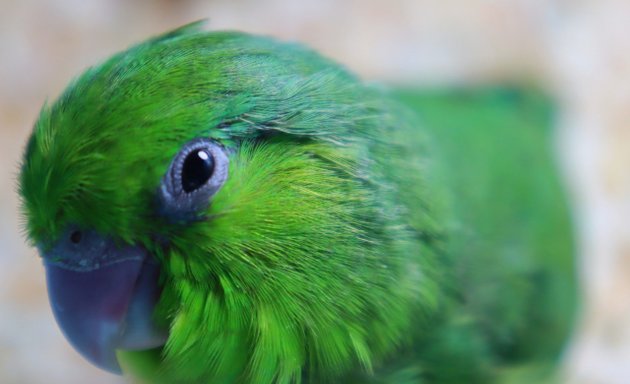Photo of Parrot Creative Audio
