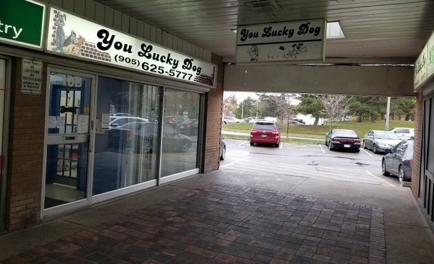 Photo of You Lucky Dog Grooming