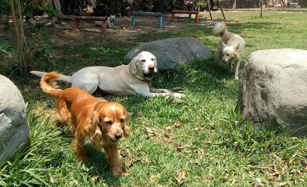 Foto de El Refugio Perú - Hospedaje Guardería de Mascotas Perros y Gatos en Lima