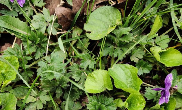 Photo of Cricklewood Millennium Green