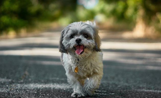 Photo of Sonoma Heights Dog Walking Service