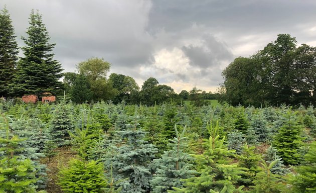 Photo of Walton Xmas Trees & Nursery