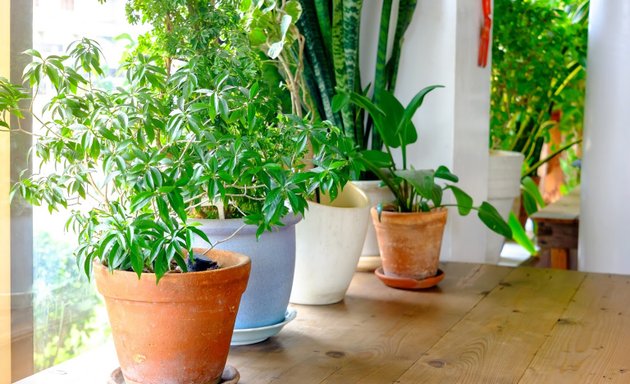 Photo of Plants Delivery Panorama City