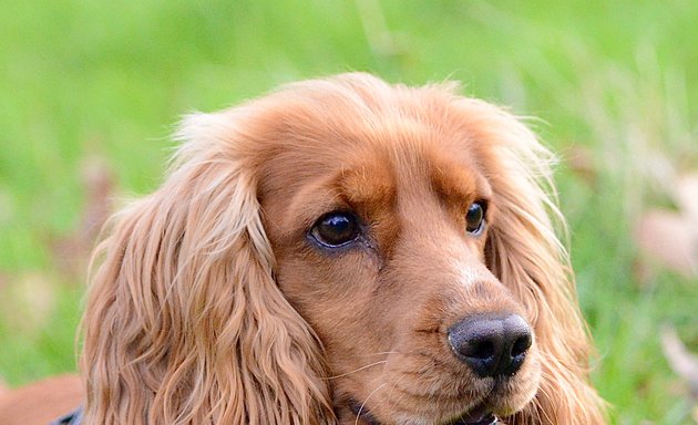 Photo of the Kensington Canine Club ltd