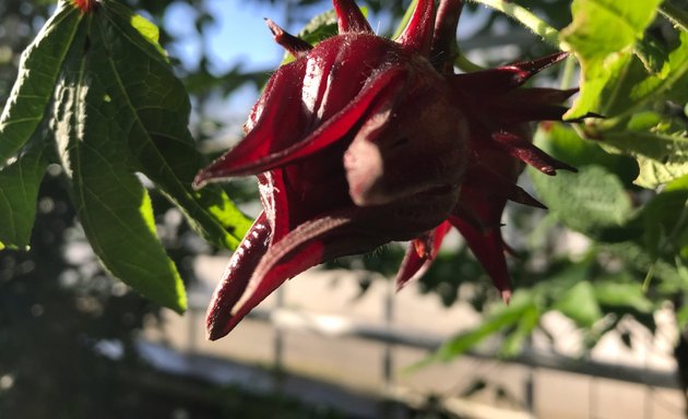 Foto von Botanischer Garten: Wüstenpflanzen