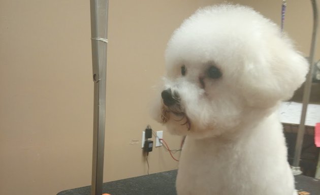 Photo of Shear Dimensions Pet styling