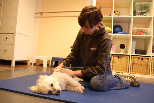 Foto von Pfötchenfit - die Hundephysiotherapie