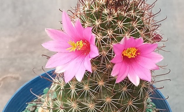 Foto de Mi rincon entre cactus y suculentas