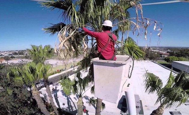 Photo of Tree Doctor Brisbane - Tree Lopping Brisbane