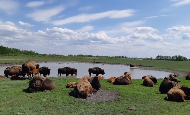 Photo of FortWhyte Alive Bison Lookout