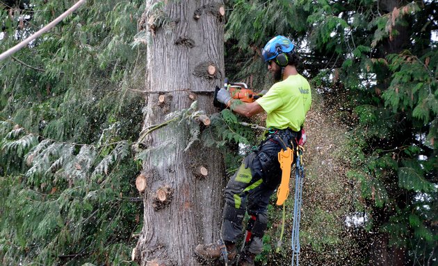 Photo of Bruinsma Tree Service