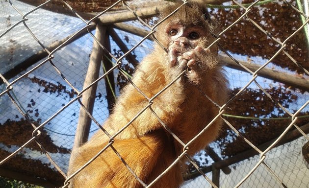 Foto de Centro de Primates Peñaflor