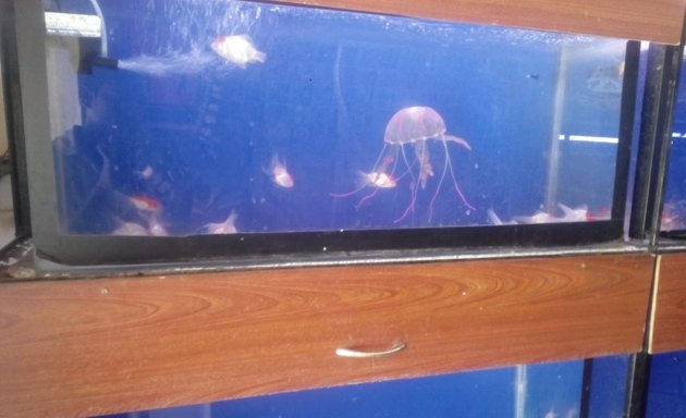 Photo of Sri Sai CD & Aquarium