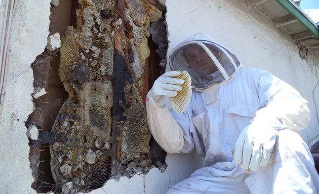 Photo of Hive Pro Bee Removal Inc.