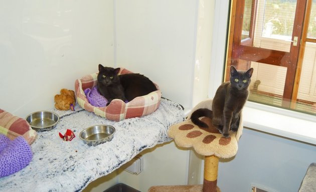 Photo of Cats Paws Sanctuary