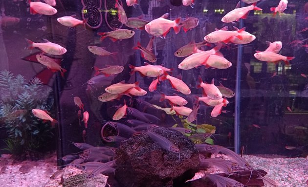 Photo of Blue Crystal Aquarium And Pet Shop