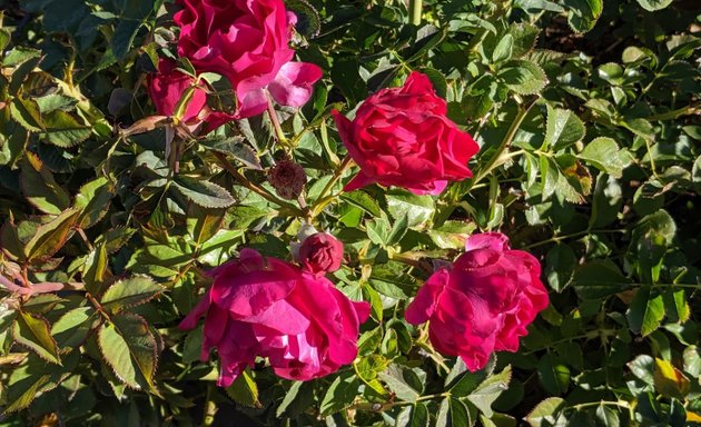 Photo of Albuquerque Rose Garden / Albuquerque Rose Society